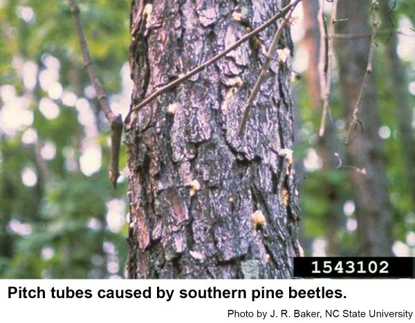 Southern pine beetles sometimes cause pitch tubes